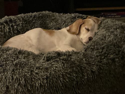 Customer photo review of PaWz Premium Calming Pet Bed with Removable Cover