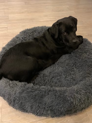 Customer photo review of Puppery Hundebett Wolke 7 - Das Original