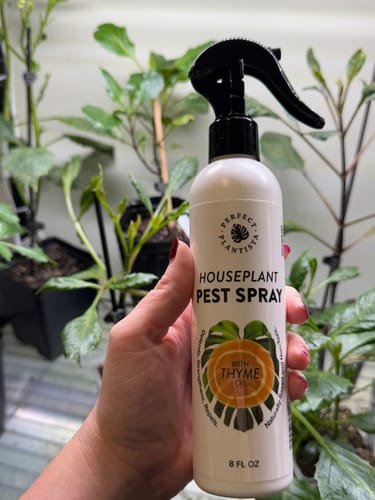 Customer photo review of Houseplant Pest Spray