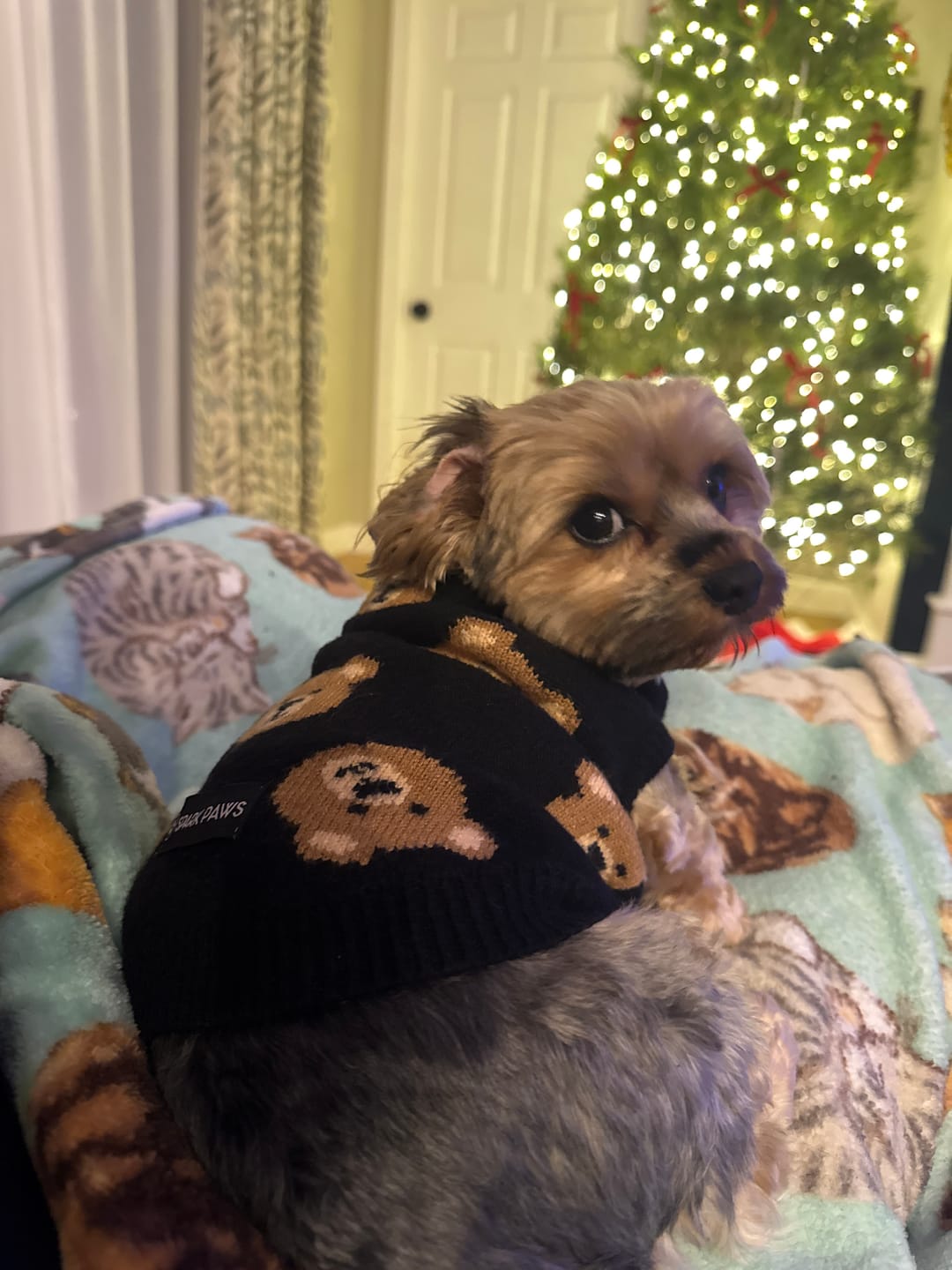 Customer photo review of Broken Teddy Bear Knit Dog Sweater - Black