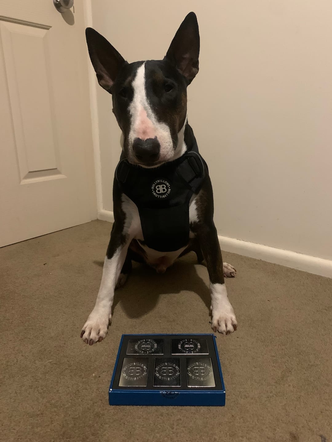 Customer photo review of Weighted Harness Iron Block - x5 Weights
