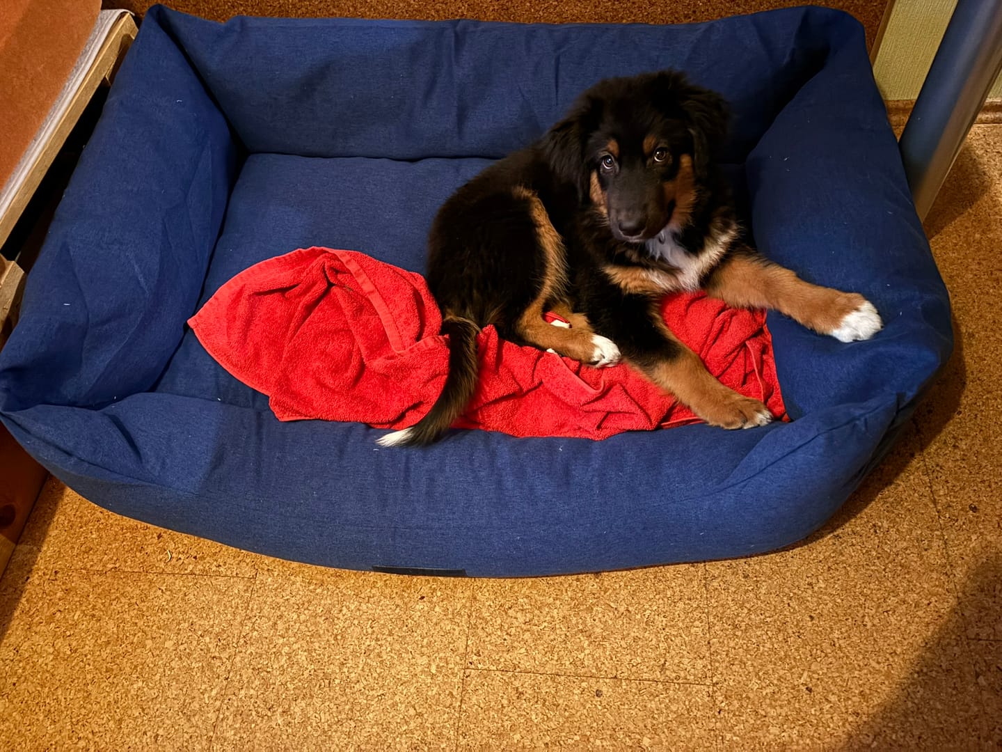 Customer photo review of Orthopädische Hunde Couch