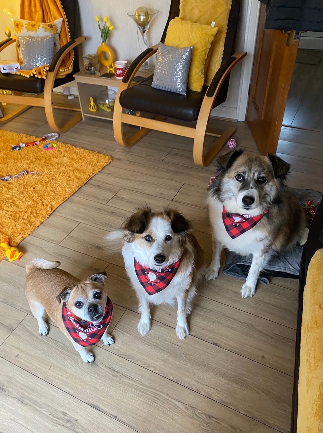 Customer photo review of Dog Shampoo