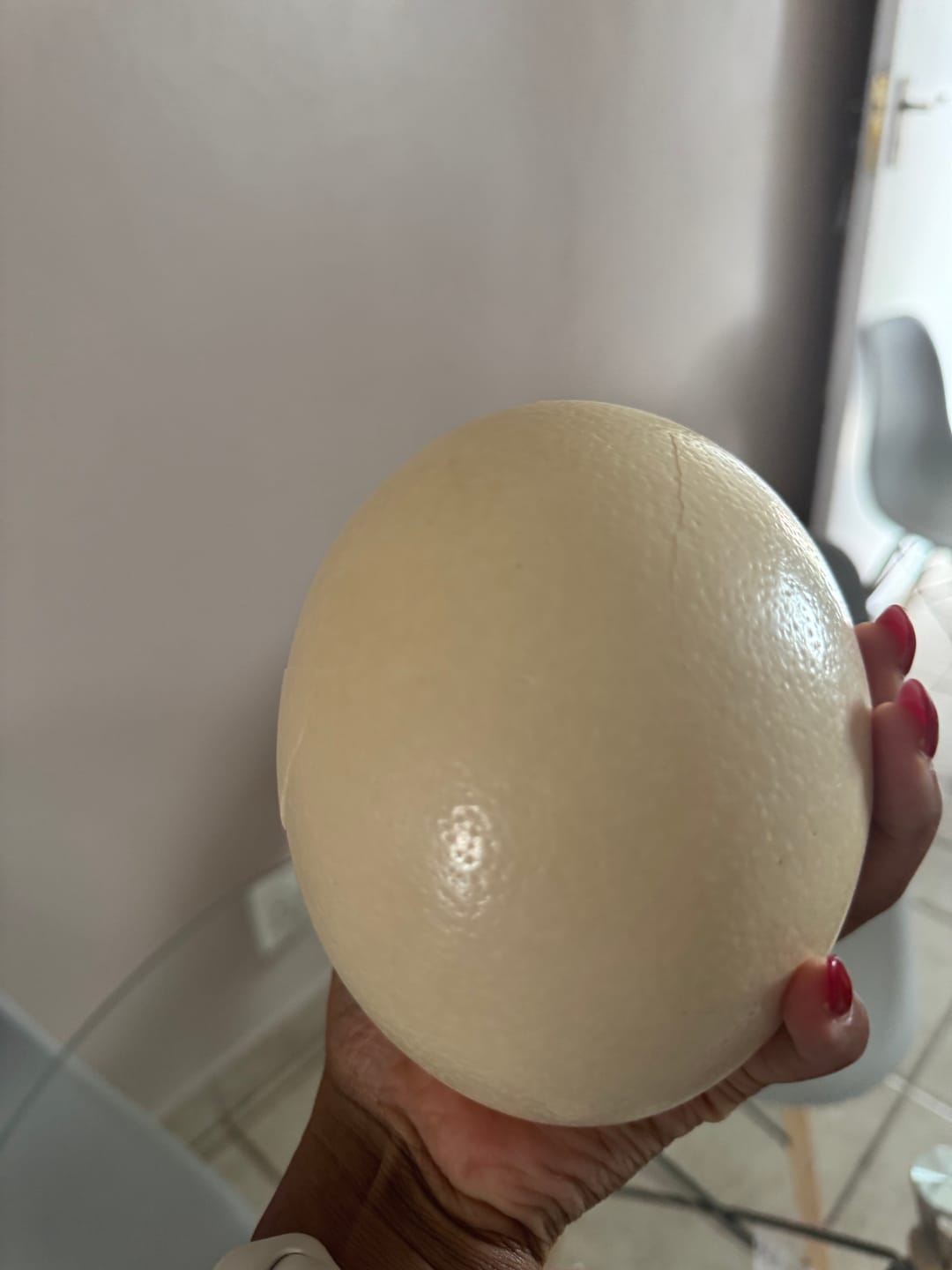 Customer photo review of Fresh Ostrich Egg
