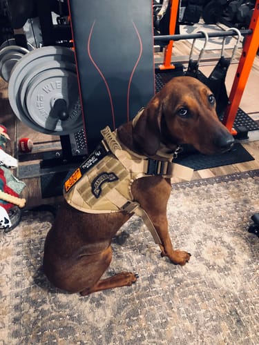 Customer photo review of Classic Heavy-Duty Tactical No-Pull Team K9™ Dog Harness With Front & Back D-Rings, Quick-Release Metal-Buckles, Hook & Loop Panels, & Top Handle