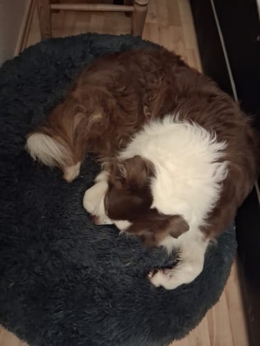 Customer photo review of Puppery Hundebett Wolke 7 - Das Original