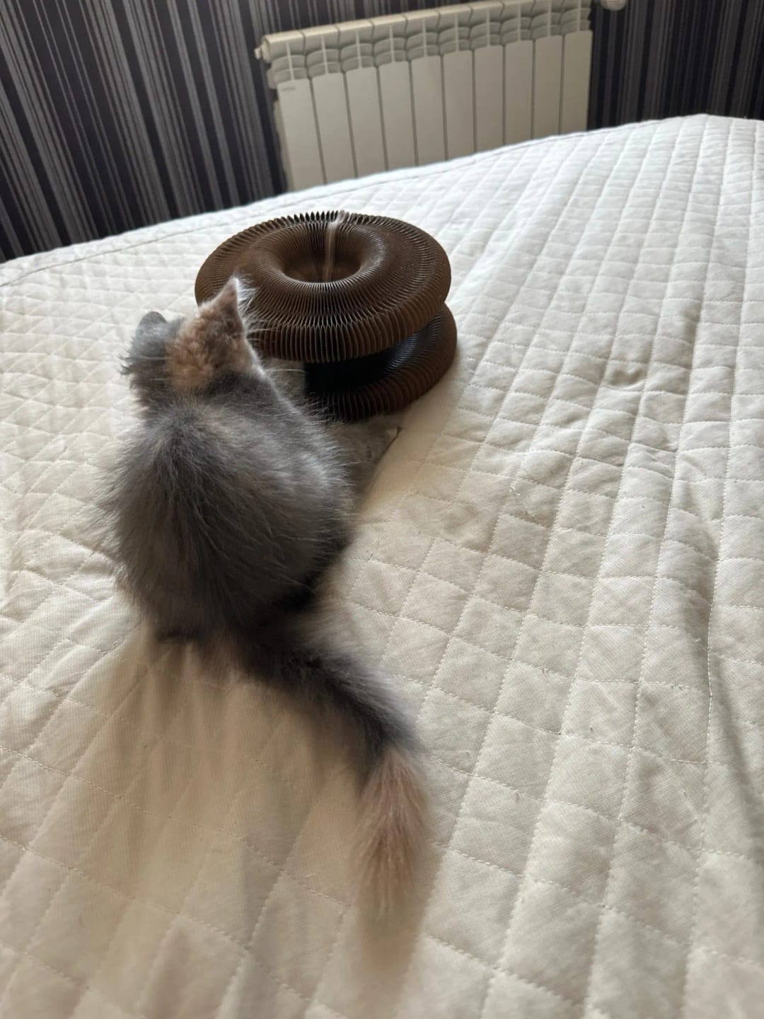 Customer photo review of Magic Cat Scratch Organ Board Cat Toy with Ball Cat Grinding Claw Cat Climbing Frame Kitten Round Corrugated Cat Scratching Toy