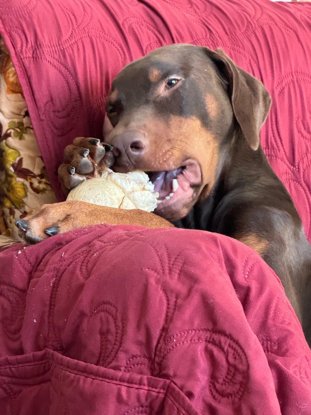 Customer photo review of 5-6 Inch Peanut Butter Cheek Roll