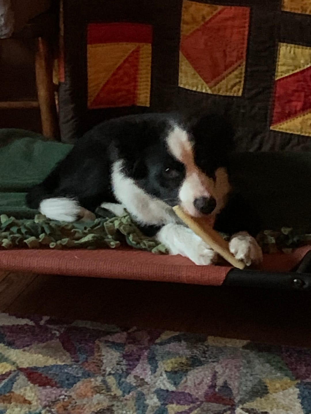 Customer photo review of Himalayan Yak Chew (SMALL)