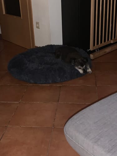 Customer photo review of Puppery Hundebett Wolke 7 - Das Original