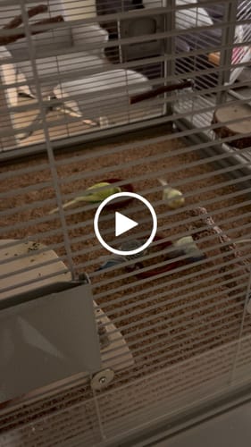 Customer video review of Welli Mix wilde Schafgarbe