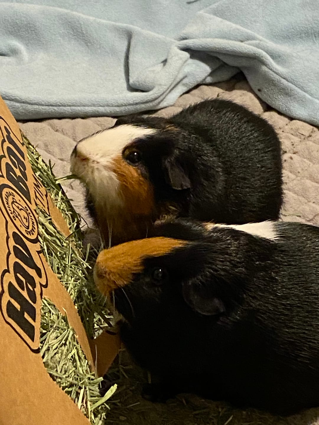 Customer photo review of Timothy Hay Bar for Guinea Pigs (5 Pack)