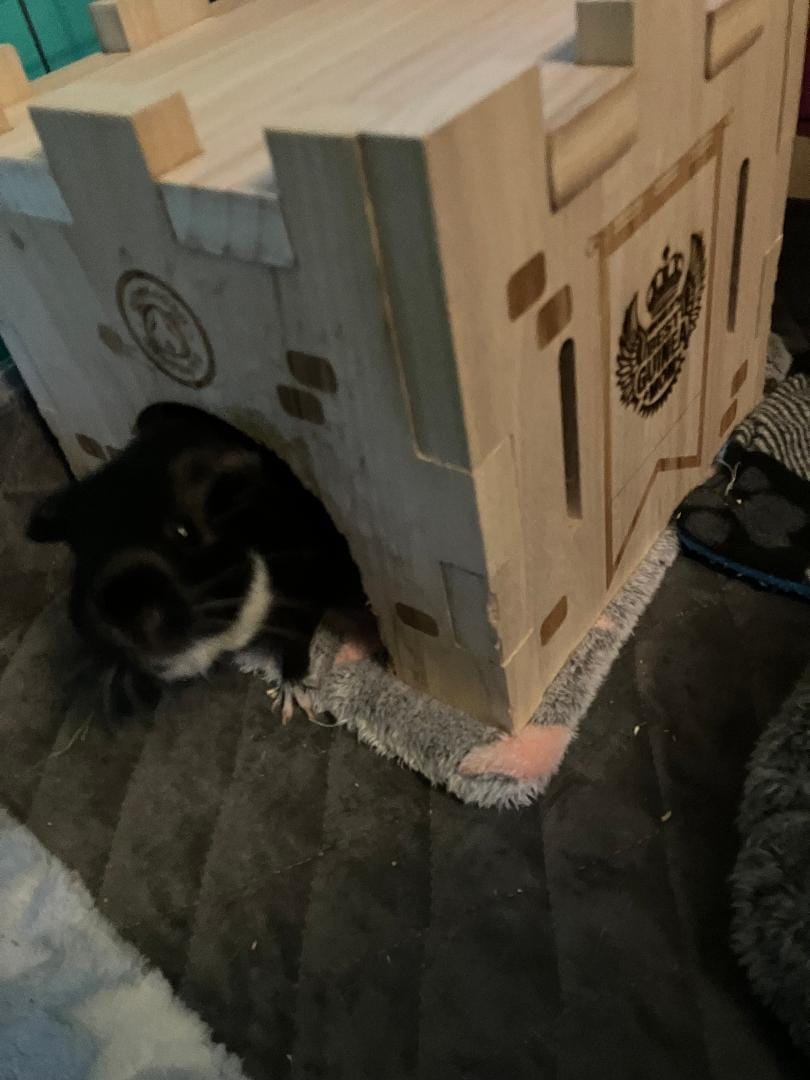 Customer photo review of Guinea Pig Wooden Castle Hidey