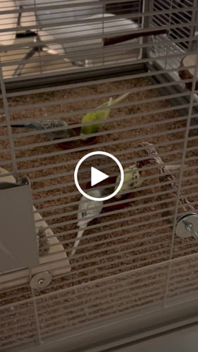 Customer video review of Pagima Green