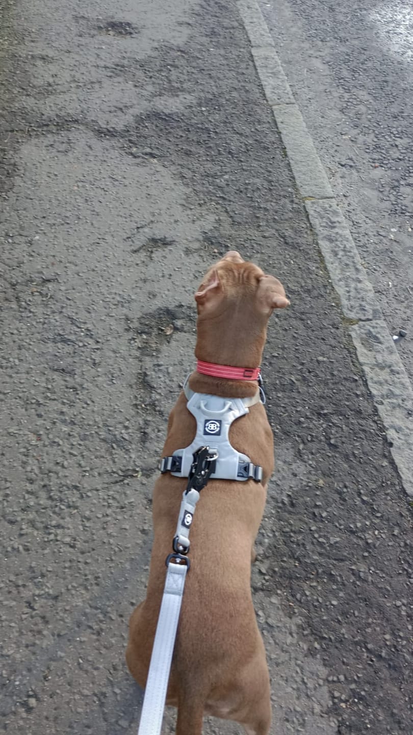 Customer photo review of 1.4m Swivel Combat Lead | Anti-Tangle & Secure Clip - Metal Grey