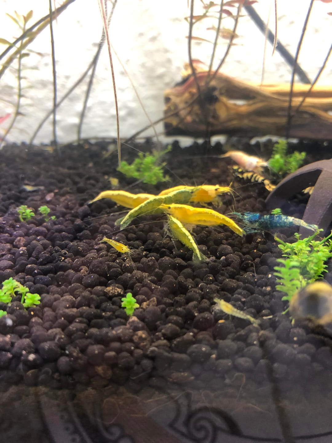 Customer photo review of Golden Neocaridina Shrimp