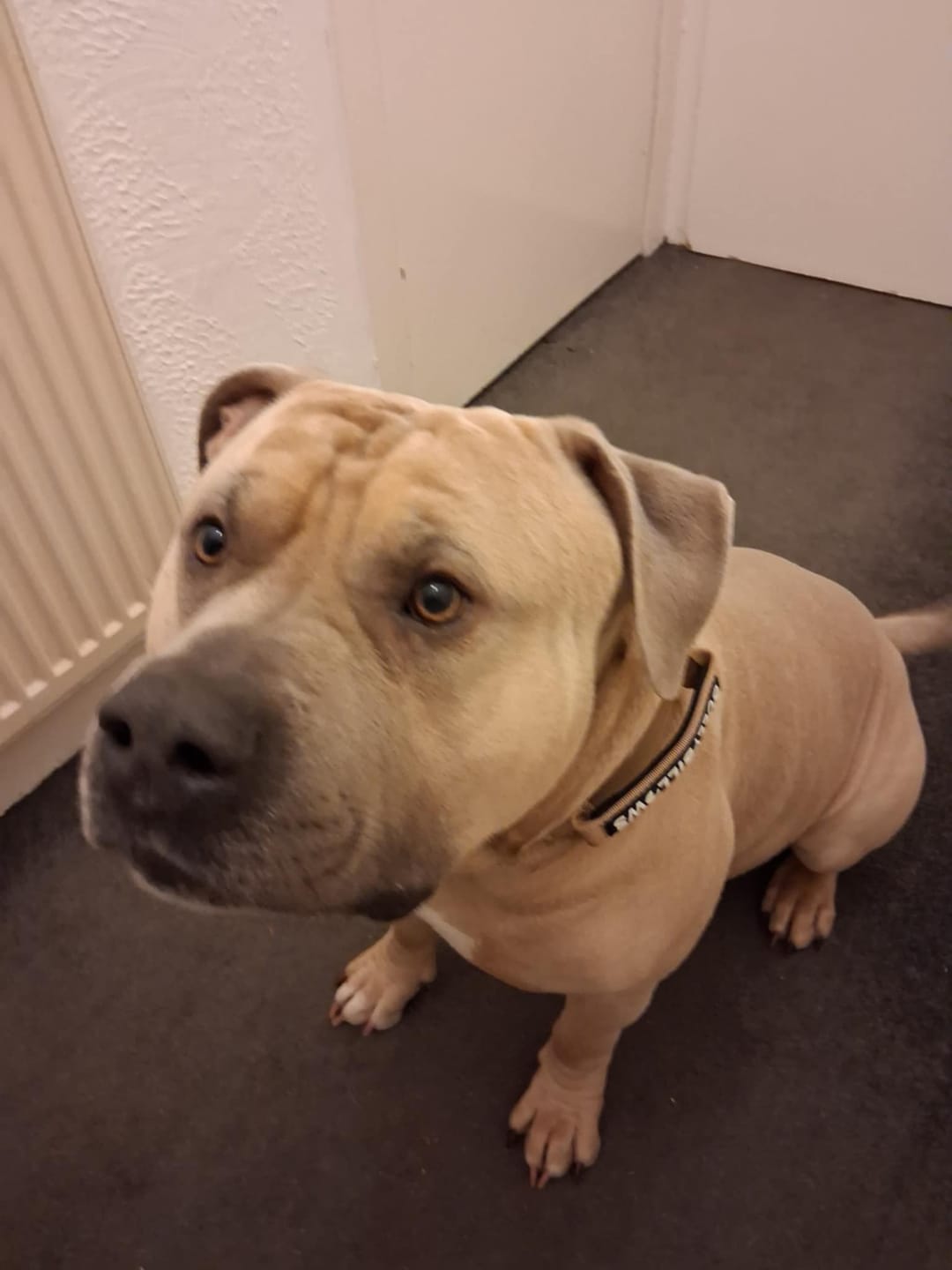 Customer photo review of 5cm Combat® Collar | With Handle & Secure Clip - Tan