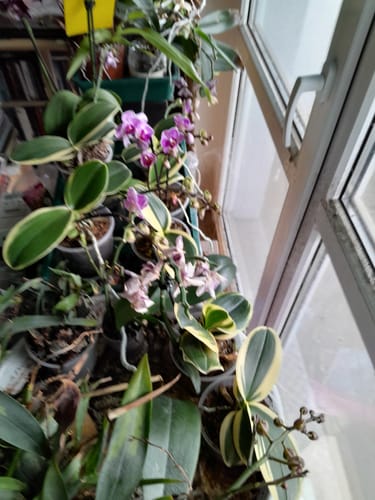 Customer photo review of Phalaenopsis Vivien variegata mit panaschiertem Laub und 2 Rispen