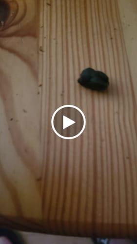 Customer video review of 🏜️ Nomad’s Dream Hasch - Power LVL: 5/5