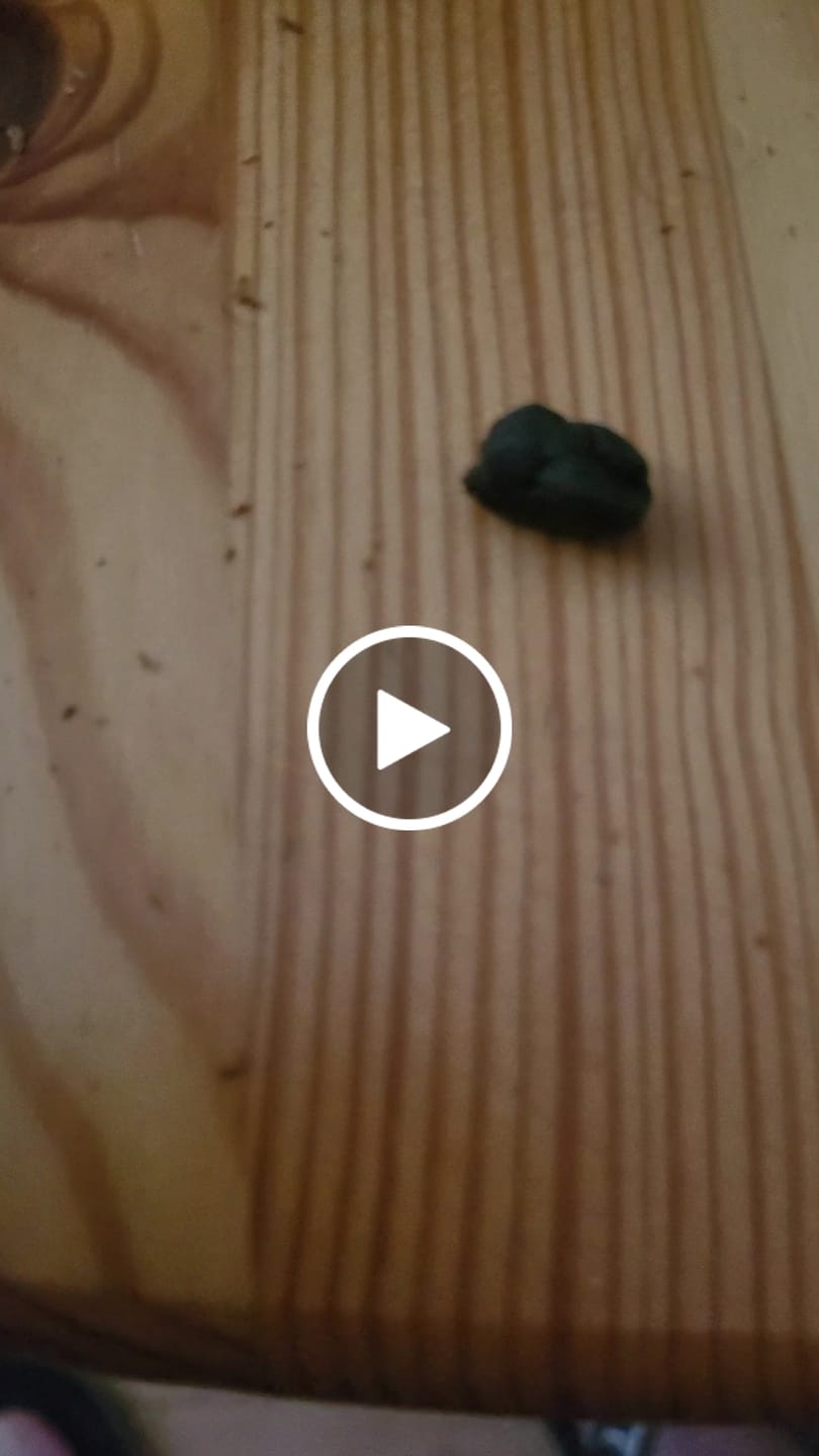 Customer video review of 🏜️ Nomad’s Dream Hasch - Power LVL: 5/5