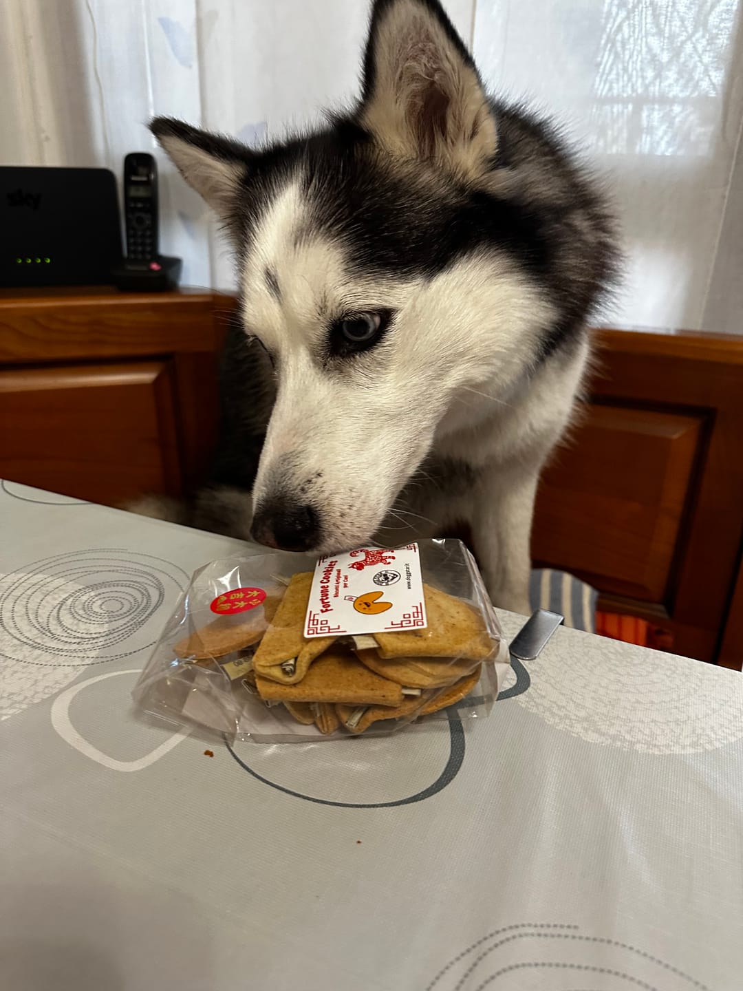 Customer photo review of Biscotti Della Fortuna Per Cani