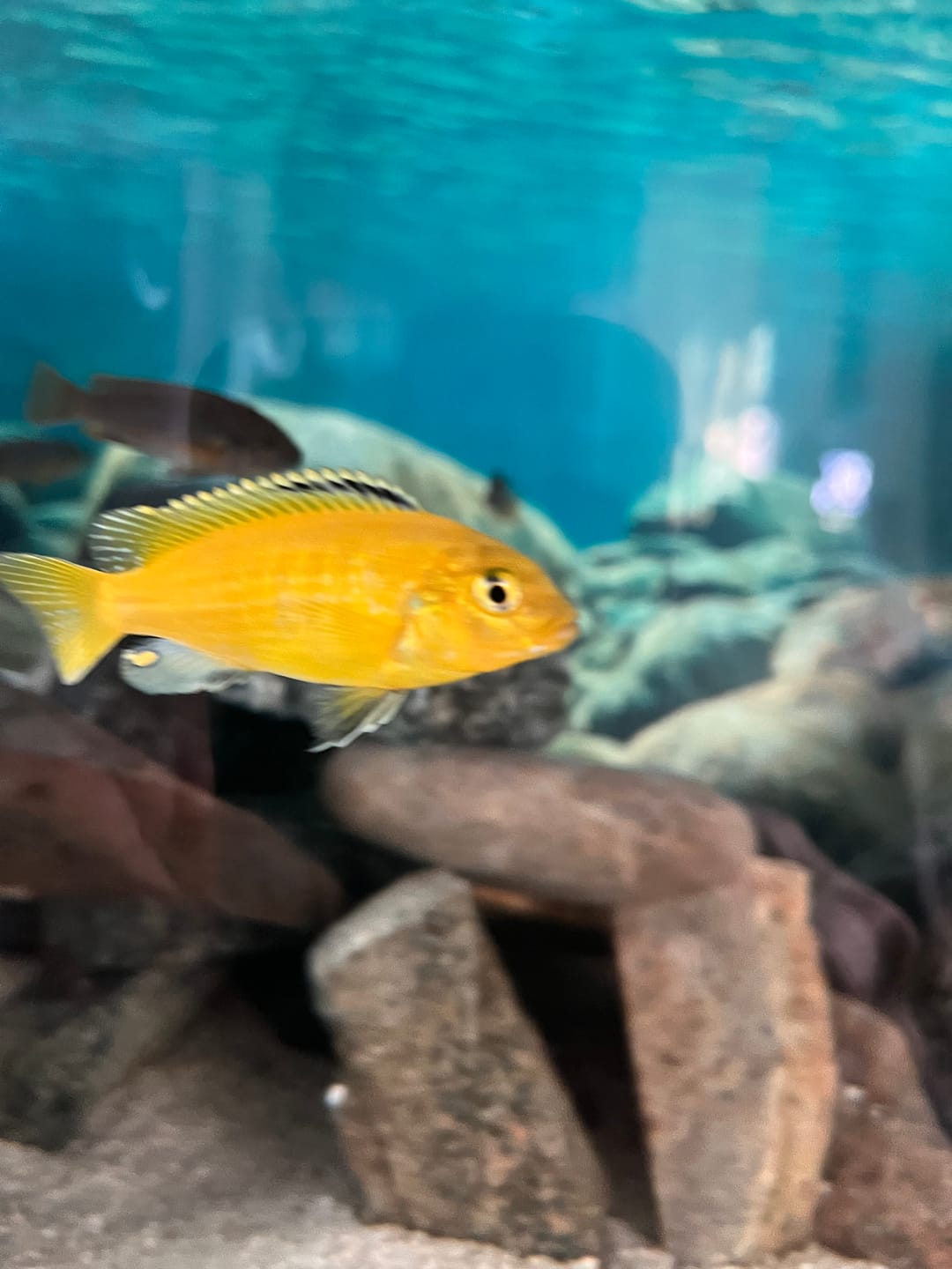 Customer photo review of Northfin Krill Flakes