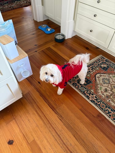 Customer photo review of Polo Ralph Lauren Big-Pony Fleece Dog Hoodie
