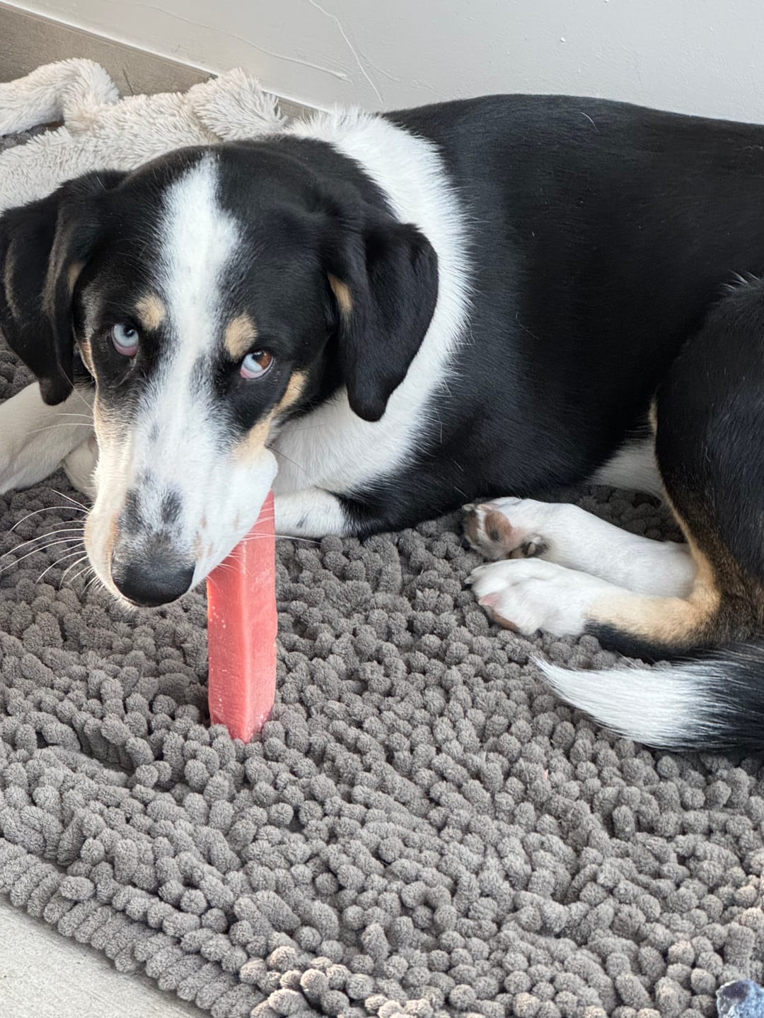 Customer photo review of Strawberry Himalayan Yak Chew (MEDIUM)