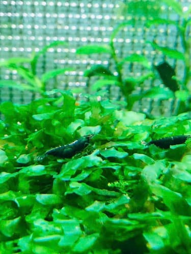 Customer photo review of Green Jade Neocaridina Shrimp