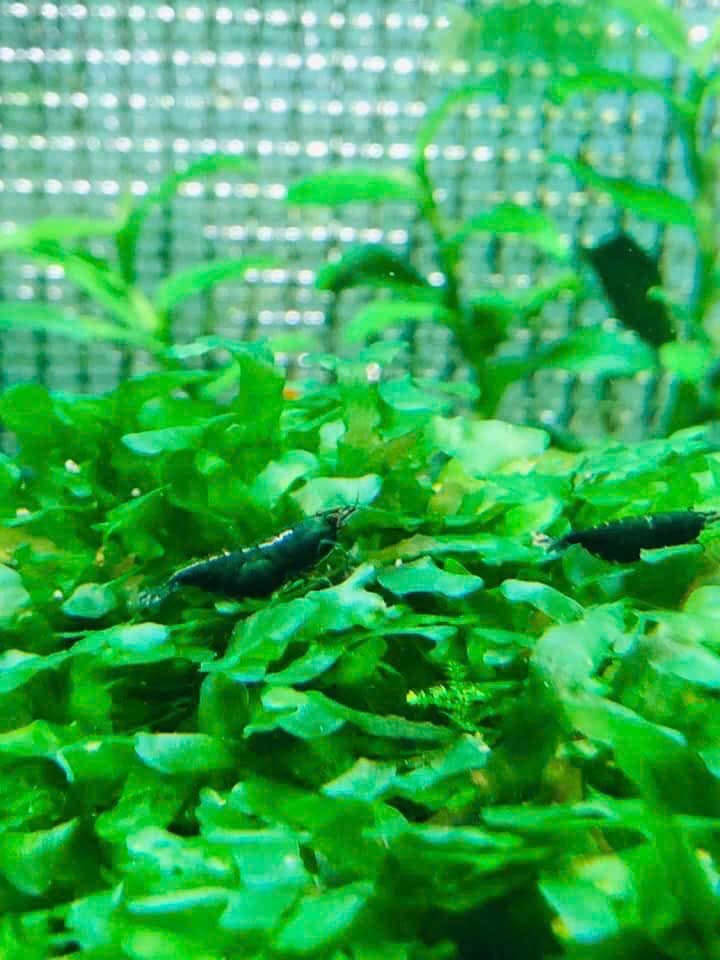 Customer photo review of Green Jade Neocaridina Shrimp