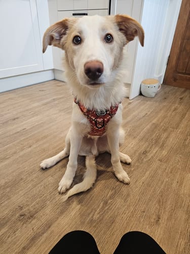 undefined review of Tough Trails™ Harness - Pumpkin Plaid image 1 out of 3