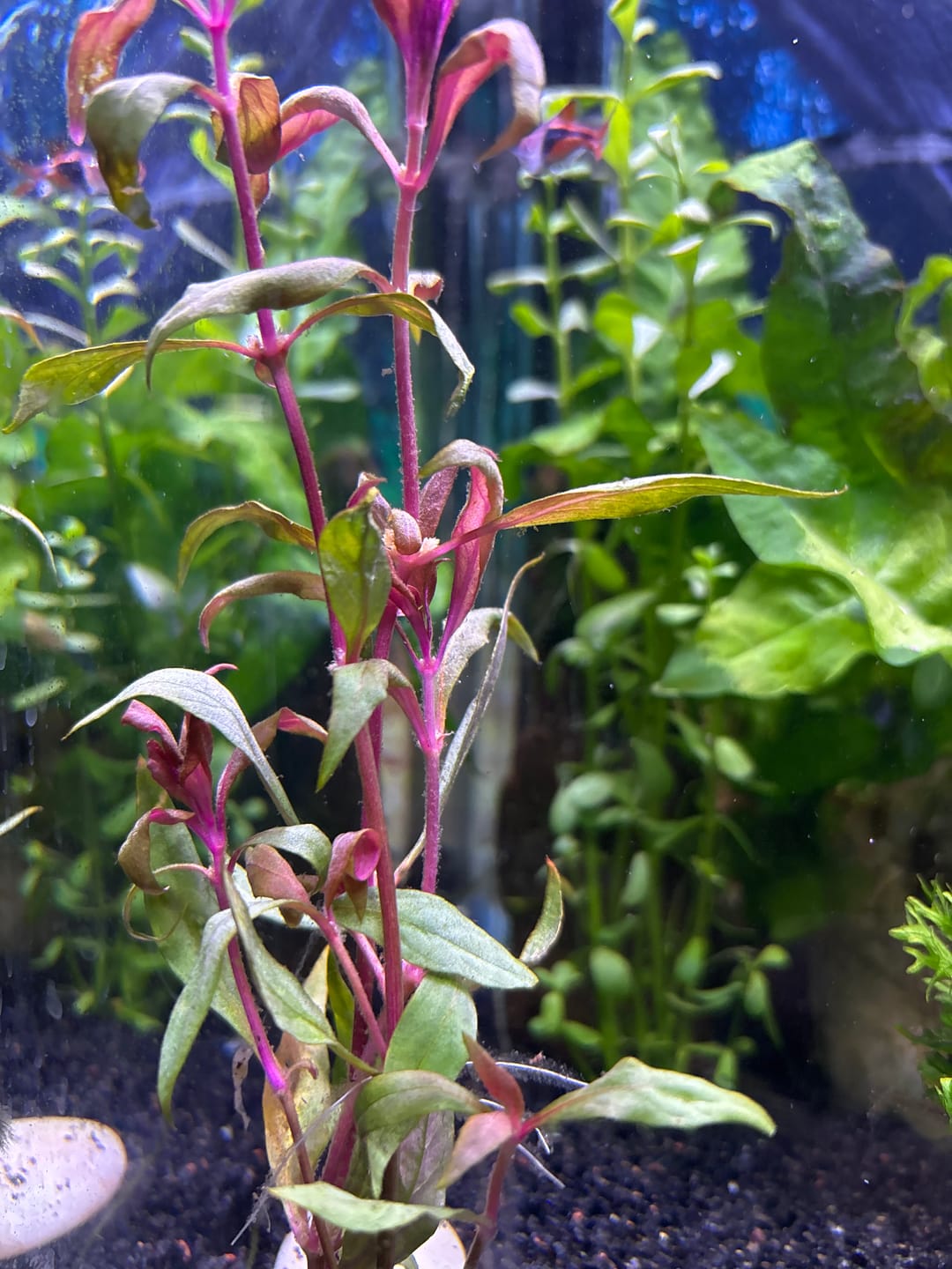 Customer photo review of Scarlet Temple  (Alternanthera reineckii)