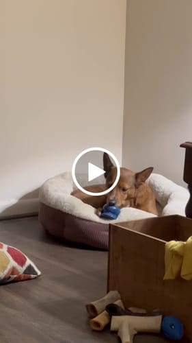 Customer video review of Freezball Bundle 90 Grams Fillers