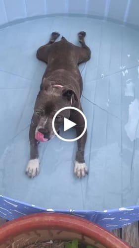Customer video review of PaWz Pet Swimming Pool and Bath Tub