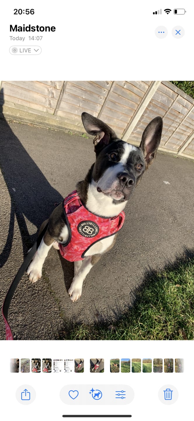 Customer photo review of Comfort Premium Harness | Non Restrictive - Bubblegum