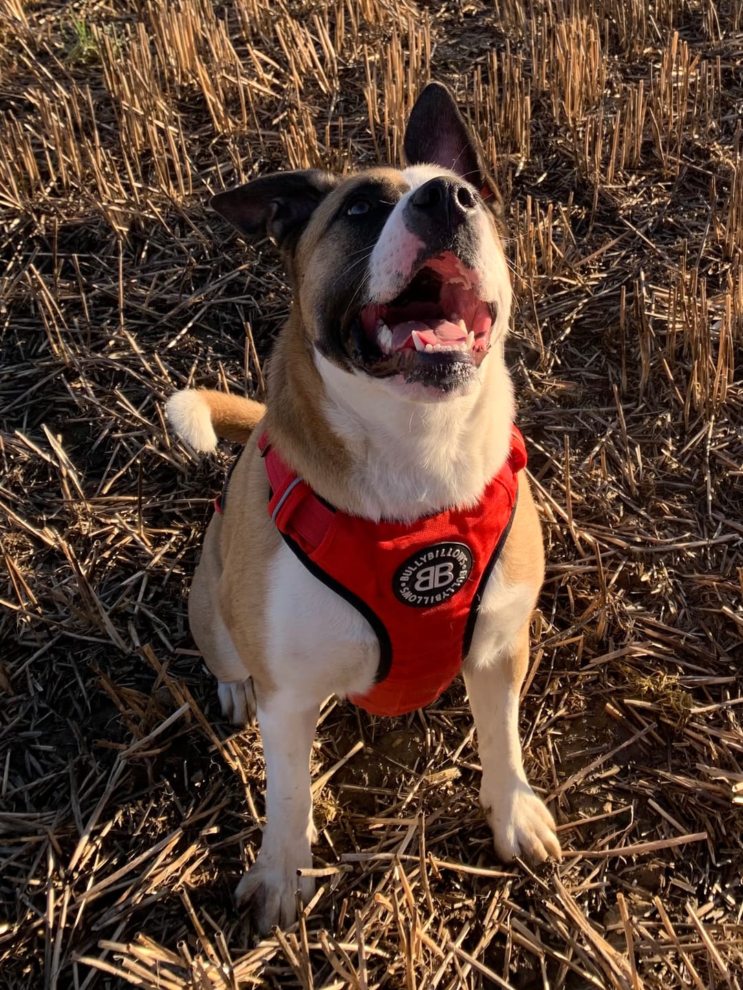 Customer photo review of Comfort Premium Harness | Non Restrictive - Red