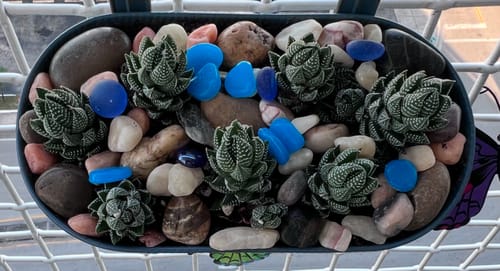 Customer photo review of Haworthiopsis coarctata