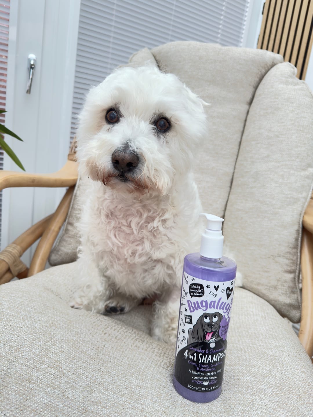 Customer photo review of Lavender & Chamomile 4 in 1 Calming Dog Shampoo
