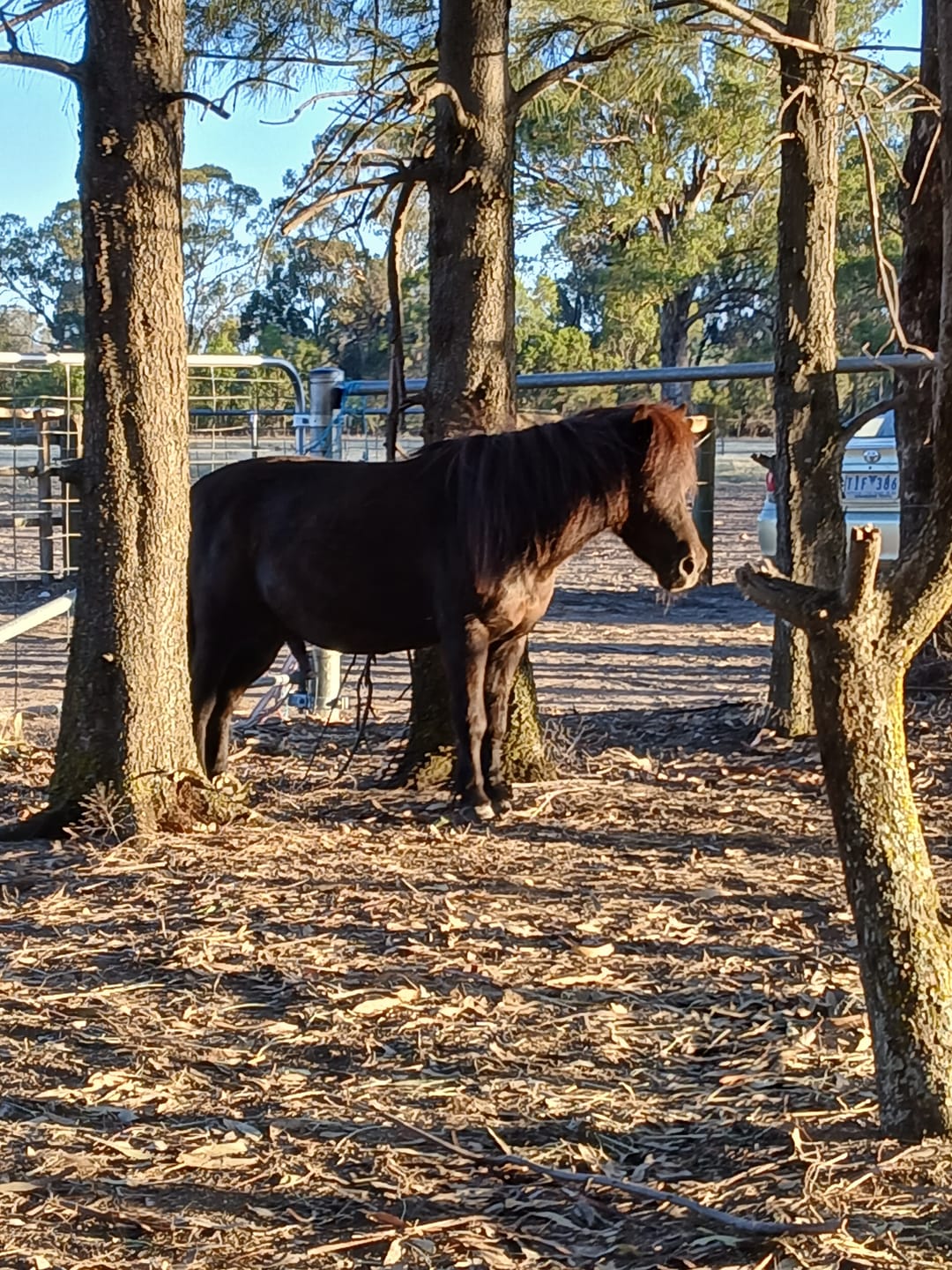 Customer photo review of Tiger's Tongue Horse Groomer