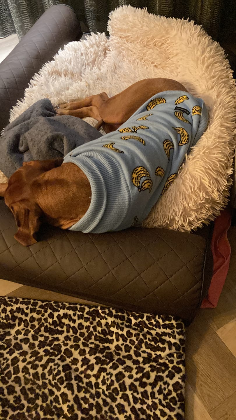 Customer photo review of Banana Knit Dog Sweater