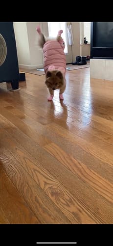 Customer photo review of WagWellies® by wagwear