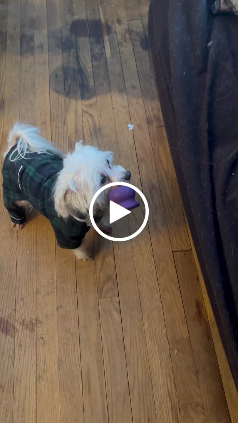 Customer video review of Bone Refills Dog Meat 90 Grams (4 Pack)®