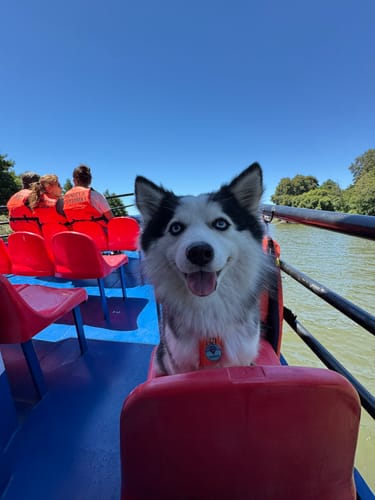 Customer photo review of Placa Azul Mix