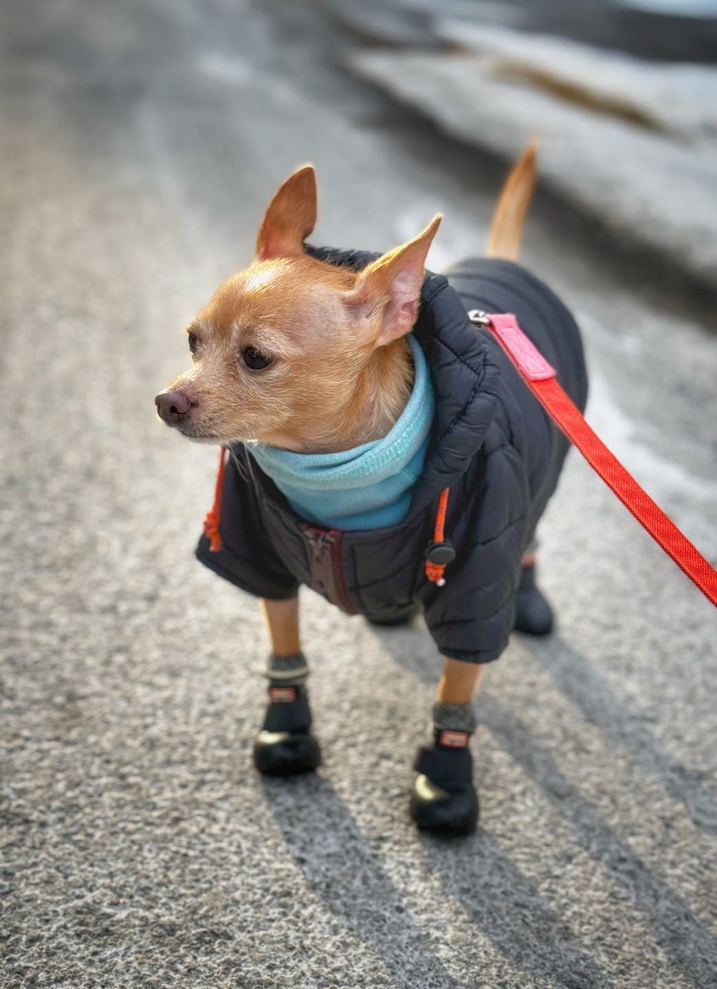 Customer photo review of WagWarmers