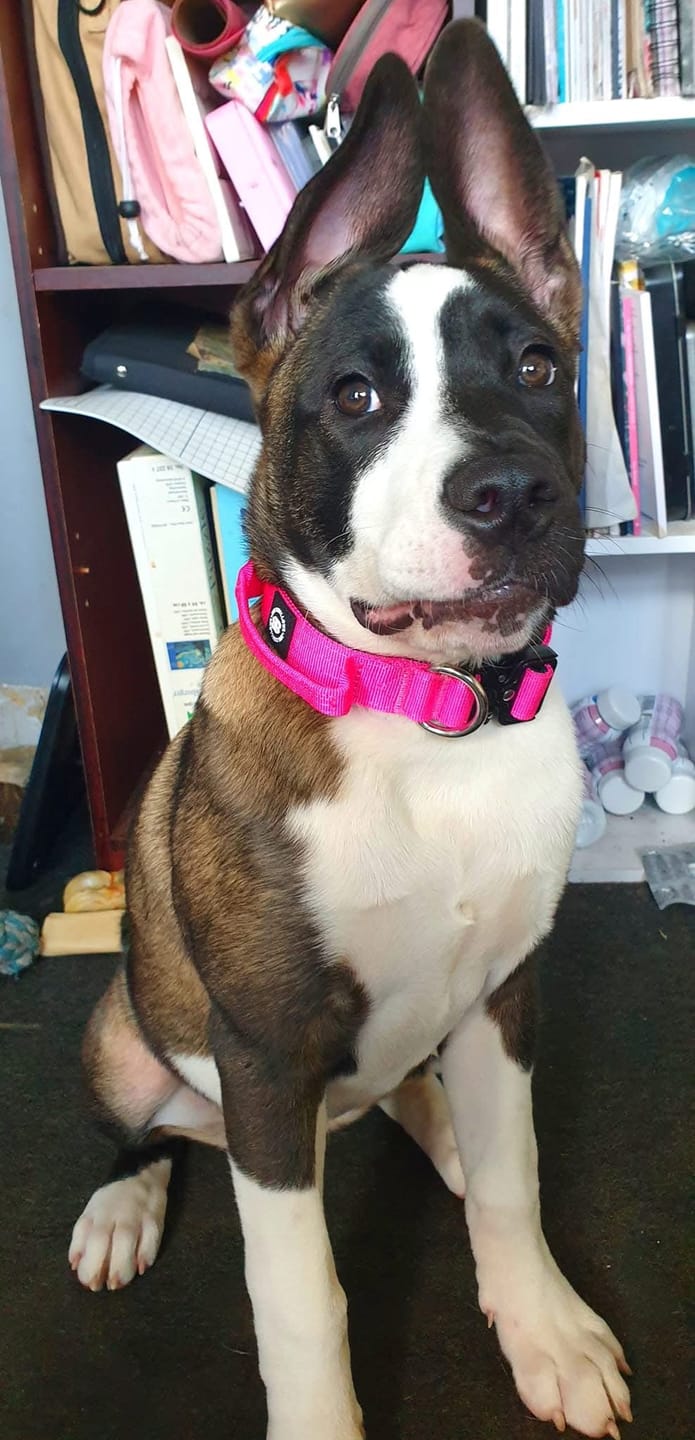 Customer photo review of 2.5cm Combat® Collar | With Handle & Rated Clip - Magenta