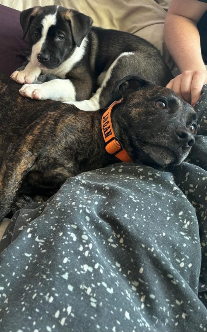 Customer photo review of 2.5cm Combat® Collar | With Handle & Rated Clip - Orange