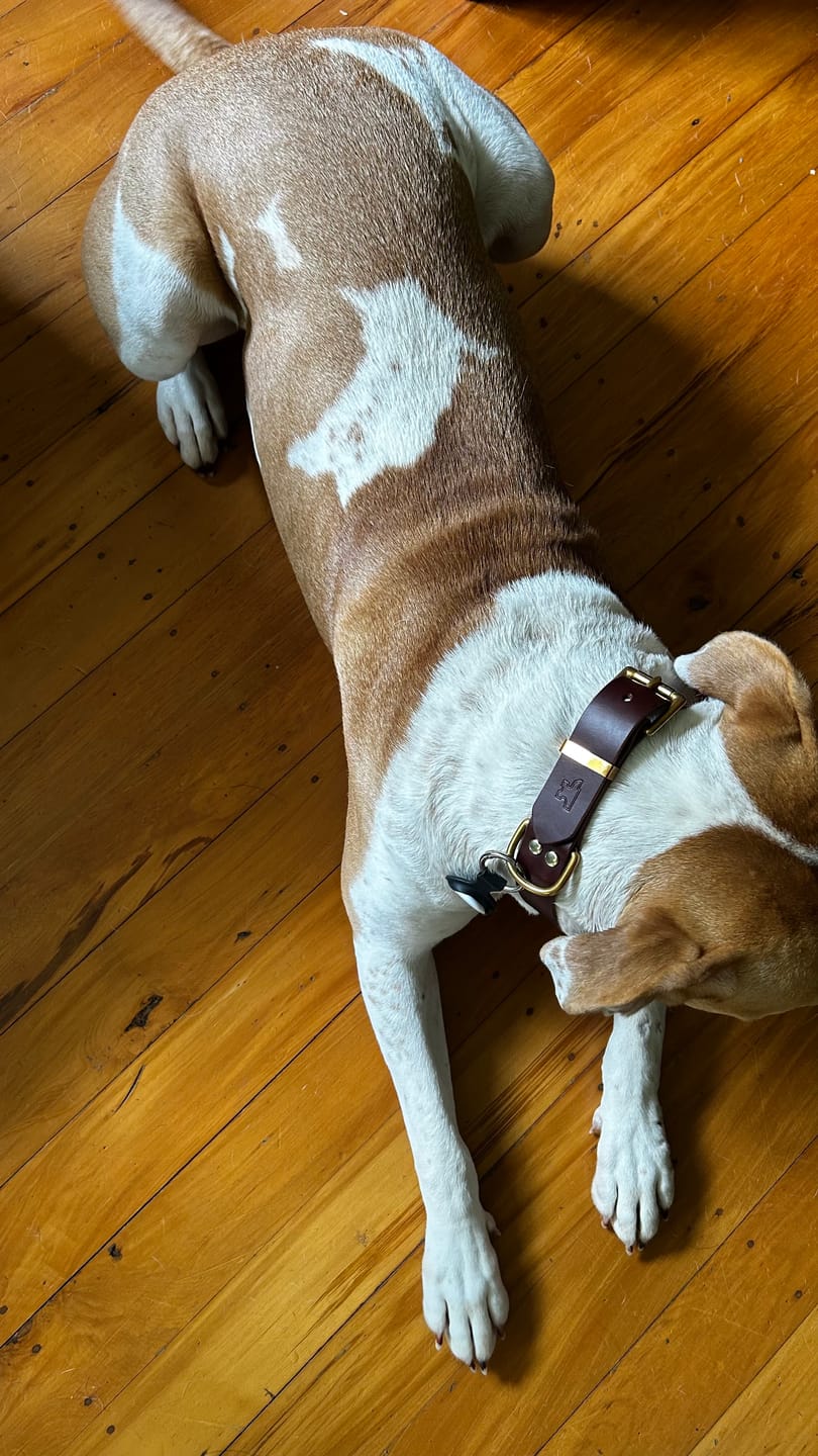 Customer photo review of Classic Buckle Leather Dog Collar - Custom Sized