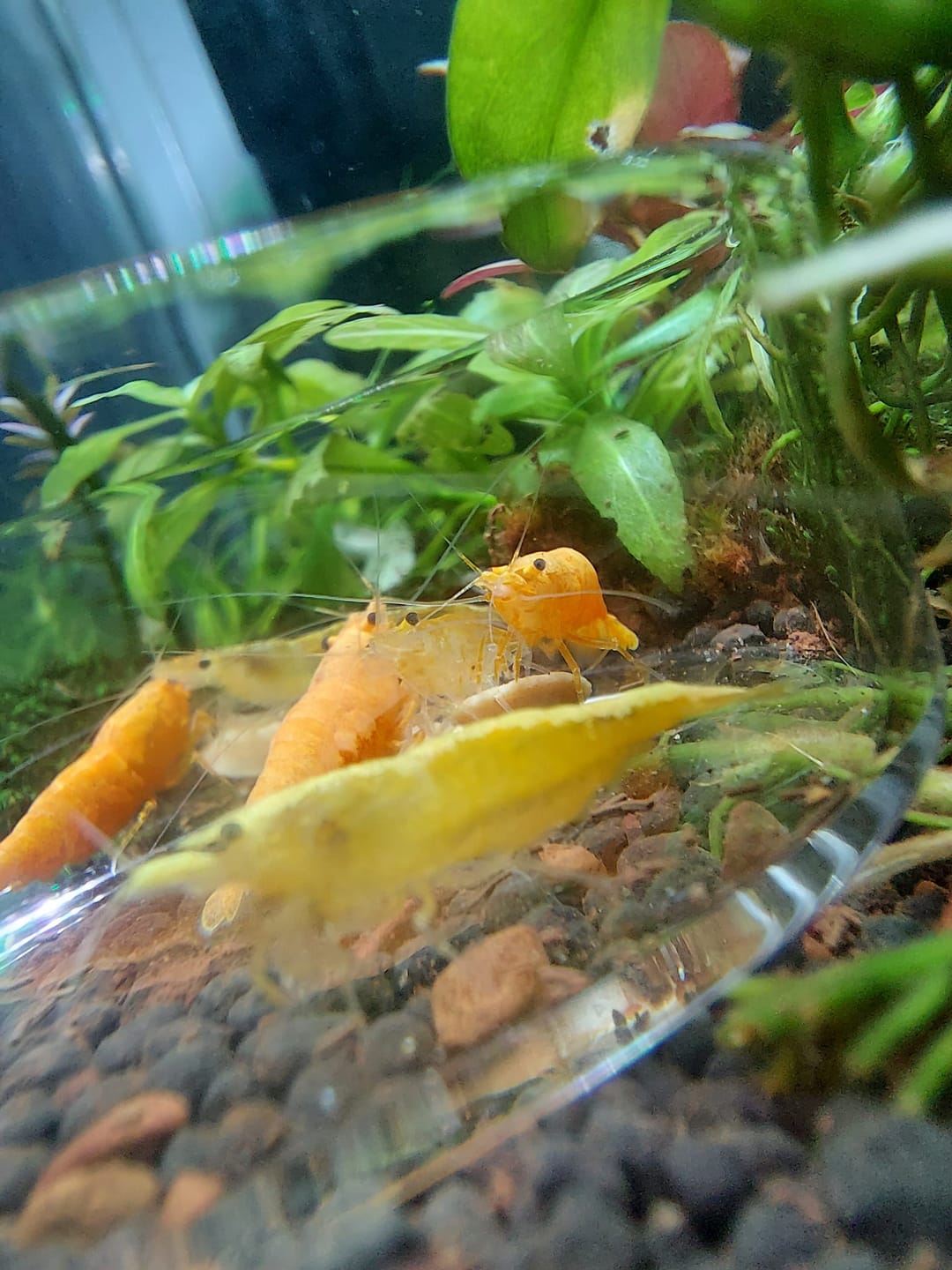 Customer photo review of Golden Neocaridina Shrimp