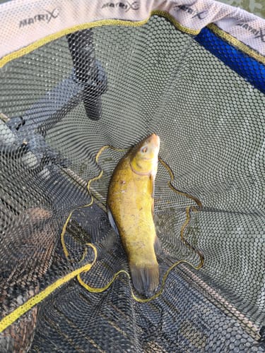 Customer photo review of FLAVOURED PELLETS 1kg