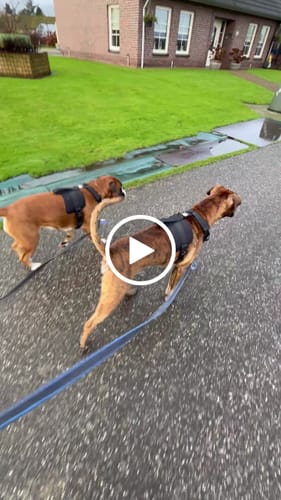 Customer video review of No Pull Bully Proof Harness